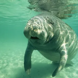 West Indian / Florida Manatee DOC 18 Trichechus manatus latirostris © Doc White / ardea. com West Indian / Florida Manatee DOC 18 Trichechus manatus latirostris © Doc White / ardea. com