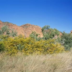 Western Australia JPF 12780 Termite mount & vegetation: Wattles. Purnululu National Park Bungle Bungle range Acacia sp & Eucalyptus sp. © Jean-Paul Ferrero / ardea. com