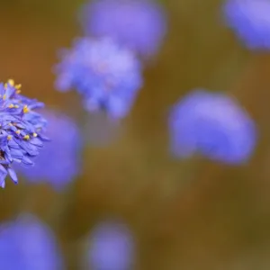 Western Australia Native Cornflower