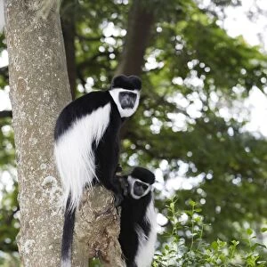 Western Black-and-white Colobus Monkey - two. Awasa - Arsi Region - Ethiopia