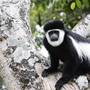 Western Black-and-white / King Colobus Monkey. Awasa - Arsi Region - Ethiopia