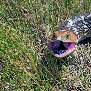 Western Blue Tongue / Shingleback - opening mouth and exposing blue tongue in threat display. Western and southern Australia. Bell's Rapids, Perth, Western Australia