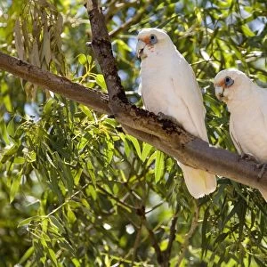 Western Corella Sheltering from the sun toward midday at Wongan Hills township. Inhabits woodlands and farmlands with trees in southwest Western Australia