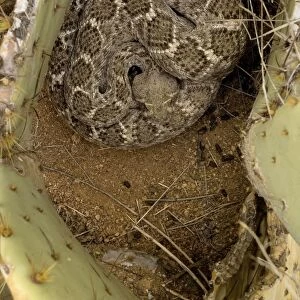 Western Diamondback Rattlesnake Coiled - In prickley pear cactus - Sonoran Desert - Arizona - In ambush posture waiting for prey - USA -Perhaps the most dangerous North American serpant - often holding its ground