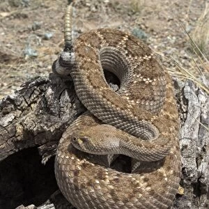 Western Diamondback Rattlesnake On stump, coiled with rattle raised. Arizona USA