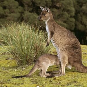 Western Grey Kangaroo CAN 1034 With young Macropus fuliginosus fuliginosus © John Cancalosi / ARDEA LONDON