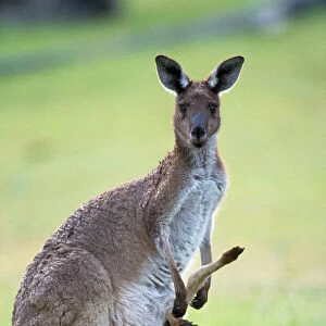 Western Grey Kangaroo - mother & joey - Australia