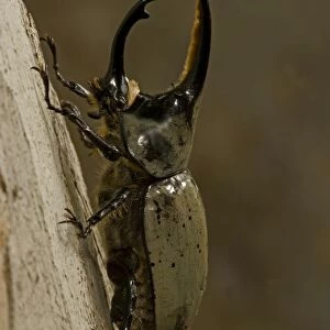 Western Hercules Beetle - Male - Arizona