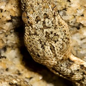 Western Keeled Snake - close up of the head - Namib Desert - Namibia - Africa