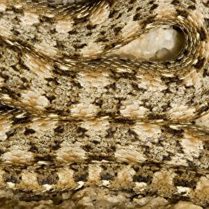 Western Keeled Snake - close up showing the patterning of the scales - Namib Desert - Namibia - Africa