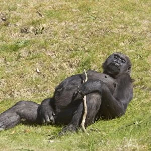 Western Lowland Gorilla - Lying Down Gorilla gorilla gorilla Apenheul, Netherlands MA001583