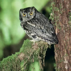 Western Screech Owl Olympic National Park, Washington state, USA