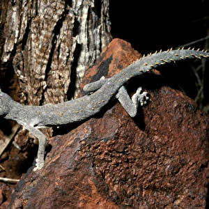 Western Shield / Wellingtons spiny-tailed gecko