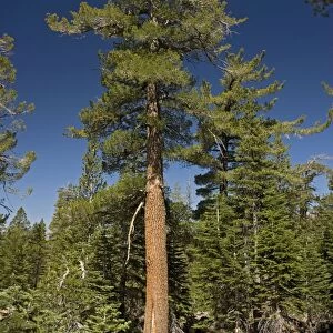 Western white pine tree - at c. 9500 ft. in the Sierra Nevada