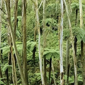 Wet sclerophyll forest with eucalypts and tree ferns eastern slopes of Great Dividing Range, New South Wales, Australia JPF03112