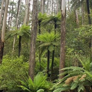 Wet Sclerophyll Forest - magnificent forest consisting of mainly Mountain Ash trees and impressive tree ferns and ground ferns as understory - Yarra Ranges National Park, Victoria, Australia