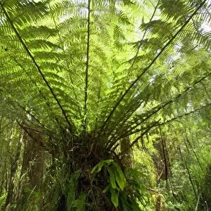 Wet Sclerophyll Forest - magnificent tree fern grows as understory in a wet sclerophyll forest - Otways, Great Ocean Road, Victoria, Australia
