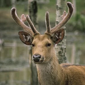 Wetland Barasingha - stag with velvet on antlers