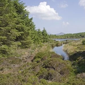 Wetland & pine forest near Torbeg Isle of Arran Scotland UK