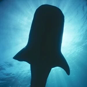 Whale Shark Australia