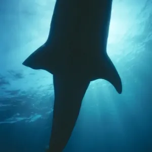 Whale Shark Australia Whale Shark Australia
