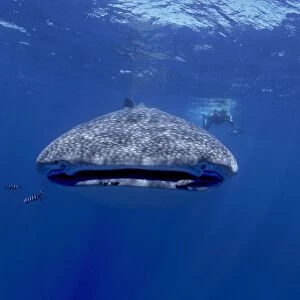 Whale Shark with diver. Facing camera. Walhai, Indian ocean, Mozambique, Africa