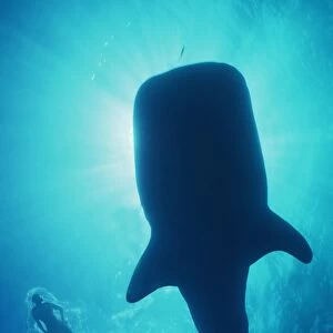 Whale Shark - Large Whale shark in silhouette with snorkeller. Ningaloo reef, Western Australia. WHS-011