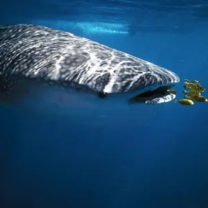 Whale Shark With pilot fish (Naucrates ductor), Australia Whale Shark With pilot fish (Naucrates ductor), Australia