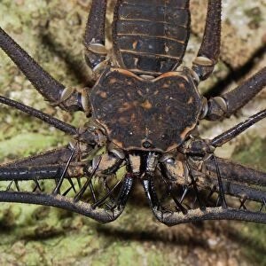 Whip Spider / Tailless Whip Scorpion - Allpahuayo Mishana National Reserve - Iquitos - Peru
