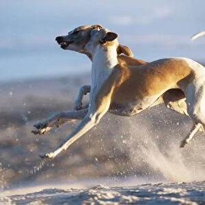 Whippet Dogs CRH 712 Whippets fighting in mid-air leap © Chris Harvey / ARDEA LONDON