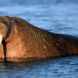 Whiskered / Atlantic Walrus