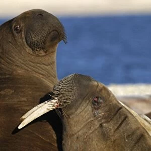Whiskered / Atlantic Walrus - two