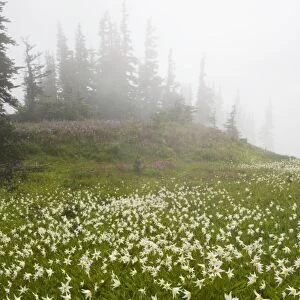 White Avalanche Lily (Erythronium montanum), en masse on Hurricane Ridge, Olympic National Park, Washington