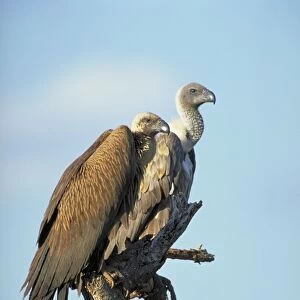 White-Backed Vulture. Two birds waiting in a tree near a cheetah kill. Samburu, kenya. Africa