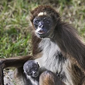 White-bellied Spider Monkey - with baby. Venezuela