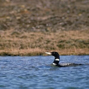 White-billed Diver / Yellow-billed Loon