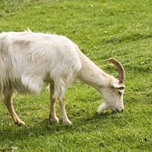 White Billy goat grazing Rare Breed Trust Cotswold Farm Park UK