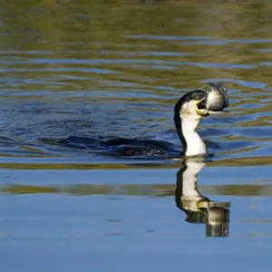 White-breasted Cormorant swallowing recently caught tilapia fish. Andries Vosloo Kudu Reserve, nr Grahamstown, Eastern Cape, South Africa