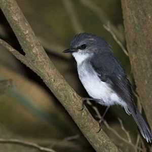 White-breasted Robin Inhabits forest undergrowth and coastal vegetation. Endemic to the far south of Western Australia. At Cheyne's Beach Caravan Park
