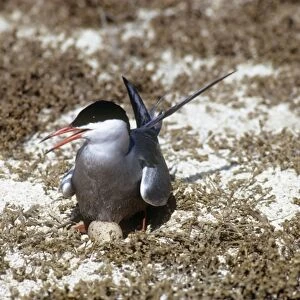 White-cheeked Tern - incubating egg on nest  