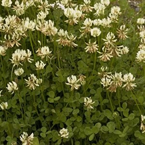 White clover (Trifolium repens) - wild plant and fodder crop
