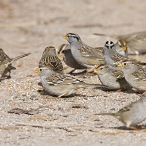 White-crowned Sparrow - flock in winter. New Mexico in February