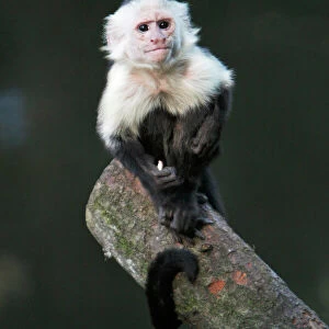 White faced Capuchin Monkey - sitting on log, distribution - Costa Rica, Honduras, Columbia