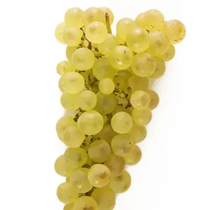 White Grapes - Chasselat White Grapes - Chasselat