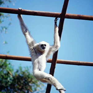White-handed Gibbon - light phase