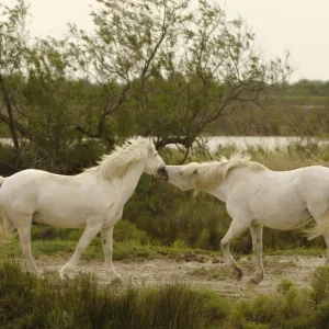 White Horses of Camargue - France