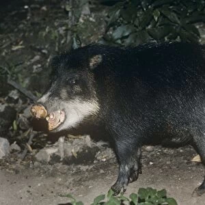 White-Lipped Peccary - distribution: Mexico to Paraguay