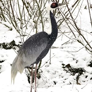 White-naped Crane - in snow. Captive