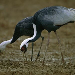 White-naped Crane - Wintering birds feeding - Arasaki swamps - Kagoshima Prefecture - Kyushu - Japan - central Asia to Japan JPF39816