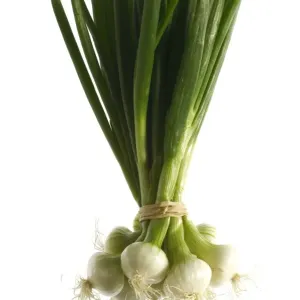 White Onion White Onion